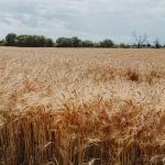 Технический обзор игрового автомата Sky Bounty с пиратской тематикой