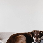 Технический анализ слот-игры The Dog House Megaways - интерфейс игры